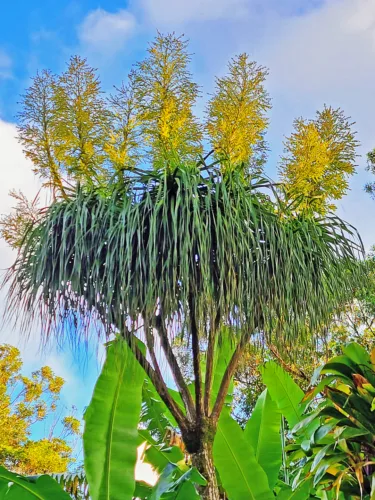 Photo of the Day: Ponytail Palm